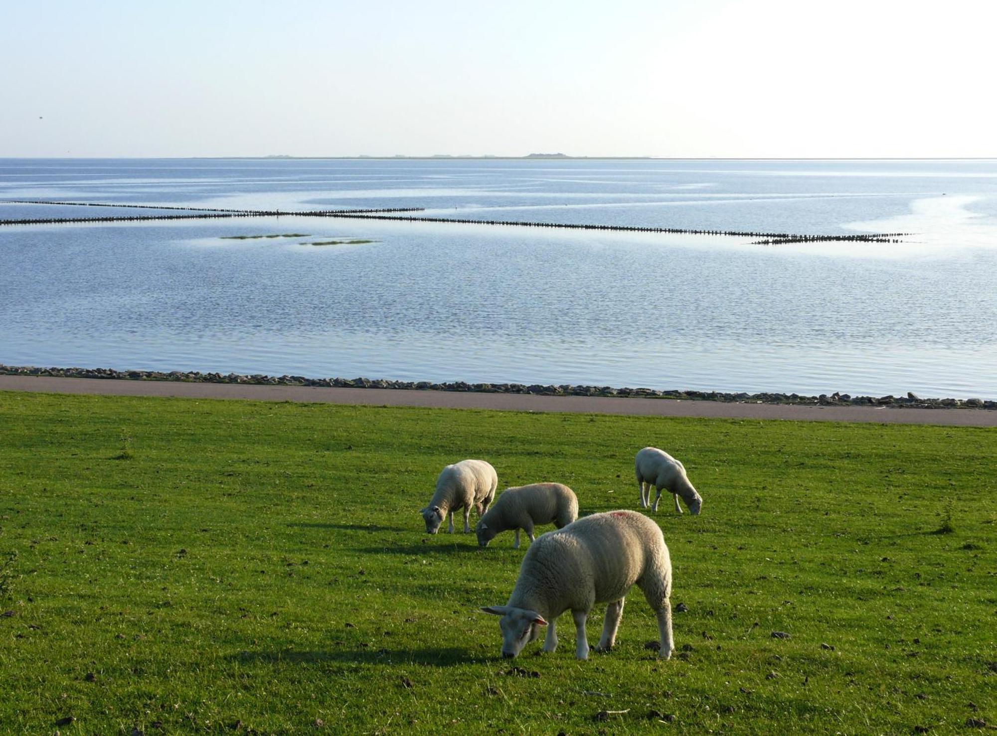 Haus Halligblick, Ferienwohnungen Am Wattenmeer, Whg Langenness Dagebüll エクステリア 写真
