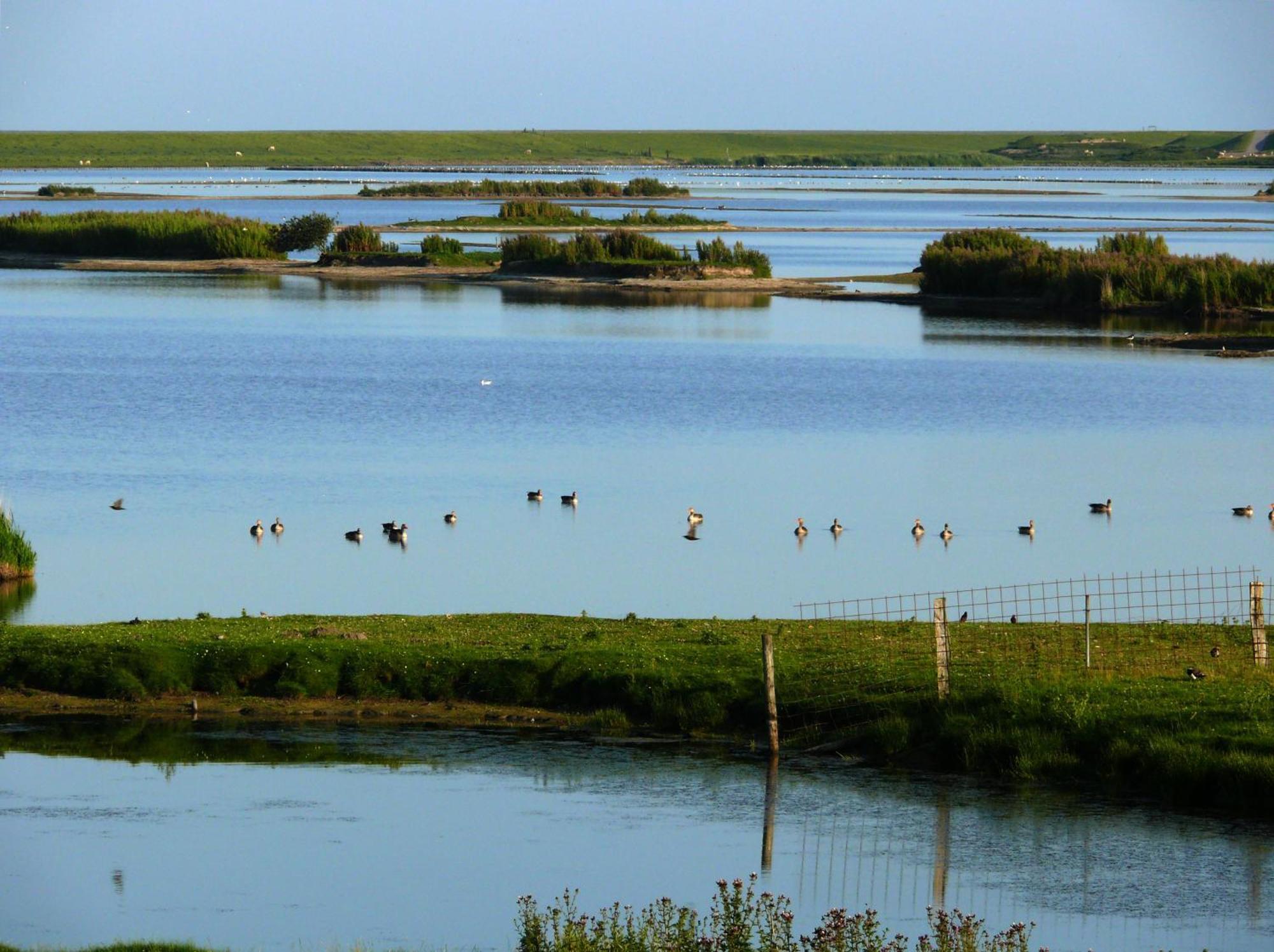 Haus Halligblick, Ferienwohnungen Am Wattenmeer, Whg Langenness Dagebüll エクステリア 写真